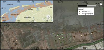 Biocompacting livestock accelerate drowning of tidal salt marshes with sea level rise